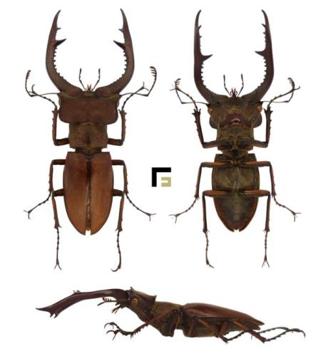 Réf. 294 060 : Lucanus formosus